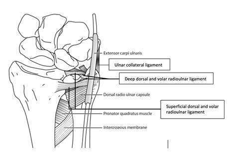 druj ligament